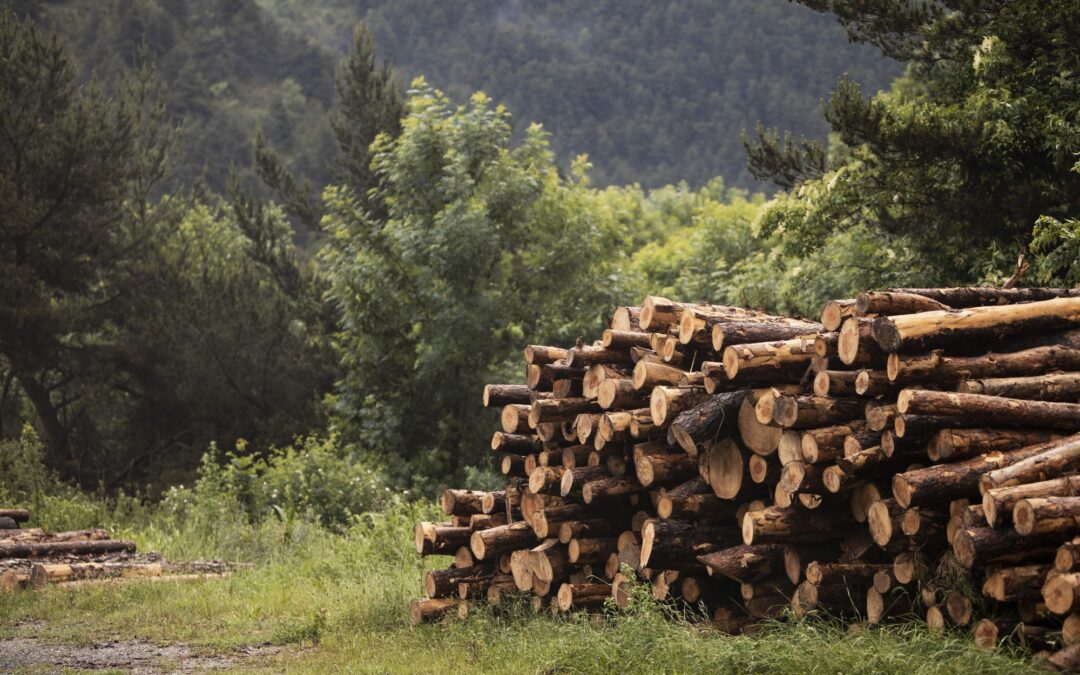 La concejalía de Medio Ambiente informa sobre nuevas licitaciones para el aprovechamiento de madera, biomasa y plantas aromáticas de la sierra